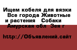 Ищем кобеля для вязки - Все города Животные и растения » Собаки   . Амурская обл.,Зея г.